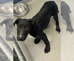 Small Labrador Retriever Mix