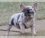 Small Photo #2 French Bulldog Puppy For Sale in SILVER SPRING, MD, USA