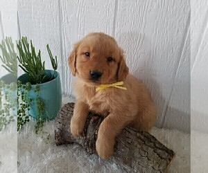 Golden Retriever Puppy for sale in SAN JOSE, CA, USA