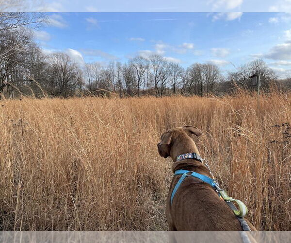 Medium Photo #8 Mutt Puppy For Sale in Elmsford, NY, USA