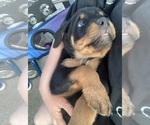 Small Photo #6 Rottweiler Puppy For Sale in SHELBYVILLE, IL, USA