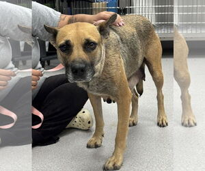 Mutt Dogs for adoption in Washington, DC, USA