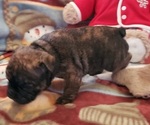 Small Photo #2 Bulldog Puppy For Sale in SPRINGFIELD, MO, USA