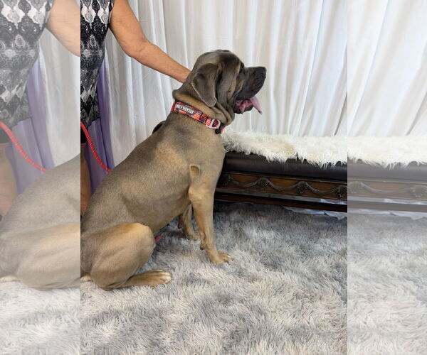 Medium Photo #5 Mutt Puppy For Sale in Goodyear, AZ, USA