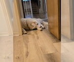 Small #7 Great Pyrenees