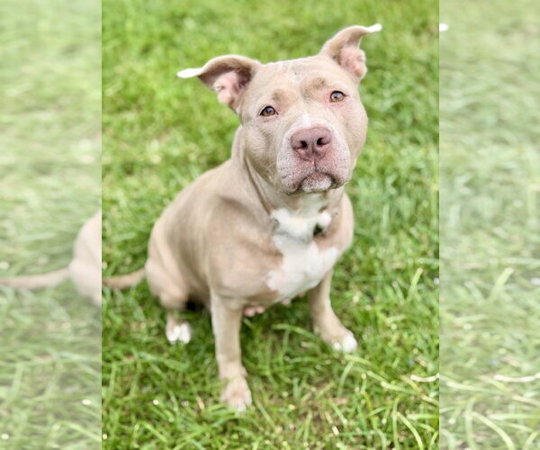 Medium Photo #2 Mutt Puppy For Sale in Manahawkin, NJ, USA