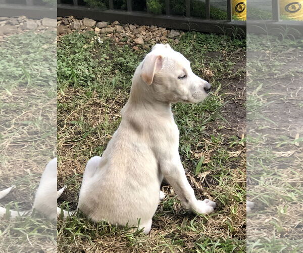 Medium Photo #8 Labrador Retriever-Unknown Mix Puppy For Sale in The Woodlands, TX, USA