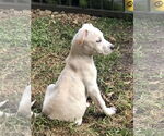 Small #7 Labrador Retriever Mix