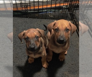 Belgian Malinois-Doberman Pinscher Mix Puppy for sale in ORLANDO, FL, USA