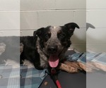 Balloo - Male Mutt Dog for Adoption - Small photo