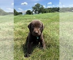 Small #8 Labrador Retriever