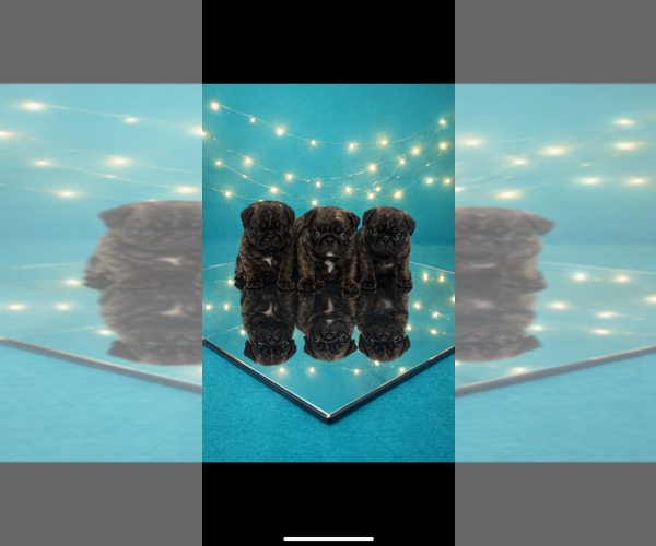 Medium Photo #6 Pug Puppy For Sale in CLEARWATER, FL, USA