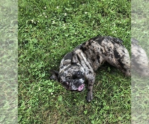 French Bulldog Puppy for sale in BEECH GROVE, IN, USA