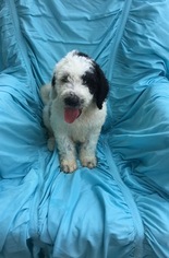Pyredoodle Puppy for sale in VERGENNES, IL, USA