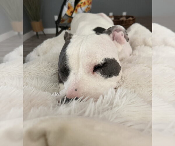 Medium Photo #5 Mutt Puppy For Sale in Fort Collins, CO, USA