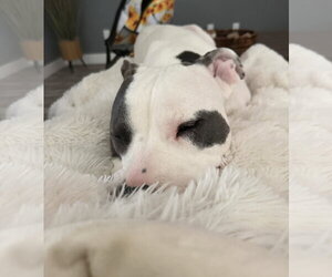 Hera - Female Mutt Dog for Adoption - Photo #5