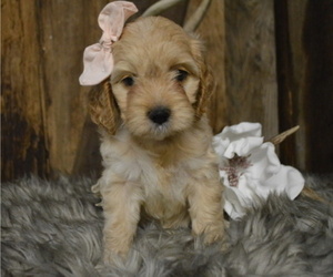 Cock-A-Poo Puppy for sale in HONEY BROOK, PA, USA
