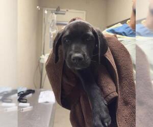 Mutt Dogs for adoption in Riverside, CA, USA