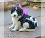 Small #3 Bernedoodle (Miniature) (+ Poodle Miniature)