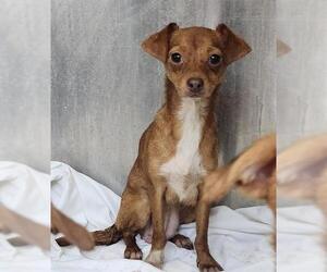 Chihuahua-Unknown Mix Dogs for adoption in San Antonio, TX, USA