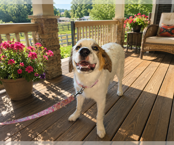 Medium Photo #1 Saint Pyrenees Puppy For Sale in MIDWAY, UT, USA
