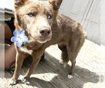 A662909 - Female Siberian Husky-Unknown Mix Dog for Adoption - Small photo