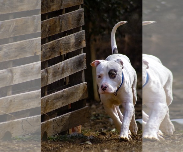 Medium Photo #3 Mutt Puppy For Sale in Rustburg, VA, USA