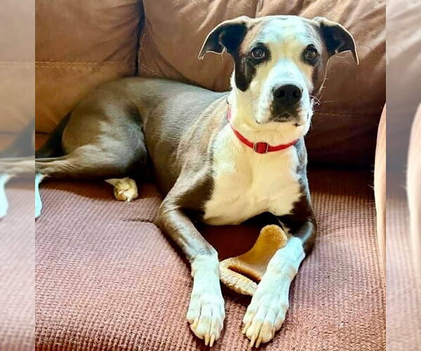 Medium Photo #18 American Bulldog-Labrador Retriever Mix Puppy For Sale in Canton, CT, USA