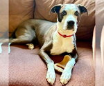 Small #17 American Bulldog-Labrador Retriever Mix