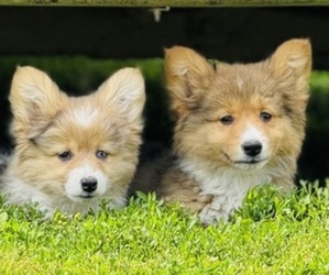 Medium American Corgi
