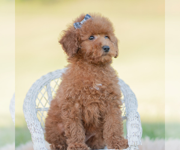 Medium Photo #105 Poodle (Miniature) Puppy For Sale in WARSAW, IN, USA