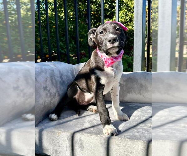 Medium Photo #3 American Pit Bull Terrier-Unknown Mix Puppy For Sale in Redlands, CA, USA