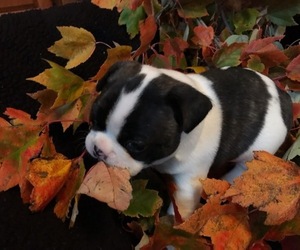 Faux Frenchbo Bulldog Puppy for sale in PRINCETON, IL, USA