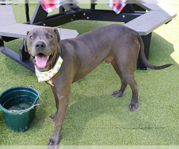 Medium Photo #4 Great Dane-Weimaraner Mix Puppy For Sale in Rockaway, NJ, USA