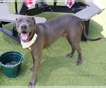 Small #3 Great Dane-Weimaraner Mix