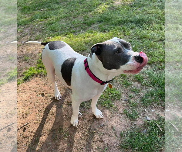 Medium Photo #3 Mutt Puppy For Sale in Rockville, MD, USA