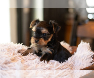 Yorkshire Terrier Puppy for Sale in YACOLT, Washington USA