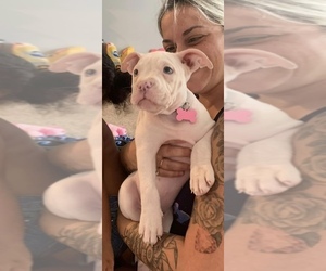 American Bully Puppy for sale in PORT RICHEY, FL, USA