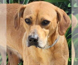 Labrador Retriever-Unknown Mix Dogs for adoption in Jefferson, WI, USA