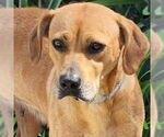 Small Labrador Retriever Mix