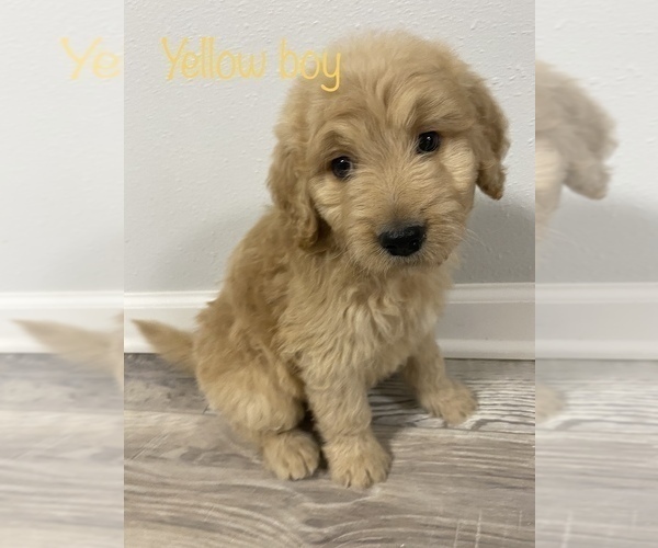 Medium Photo #1 Goldendoodle Puppy For Sale in JACKSON, MO, USA