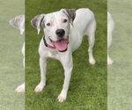 Small Photo #4 American Bulldog-Dogo Argentino Mix Puppy For Sale in Miami, FL, USA