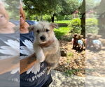 Small Photo #7 Mutt Puppy For Sale in Oak Bluffs, MA, USA