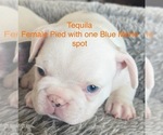 Puppy Tequila French Bulldog