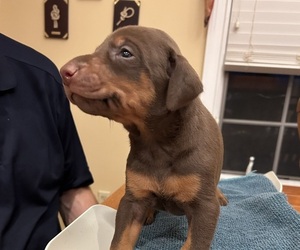 Doberman Pinscher Puppy for sale in PECK, KS, USA