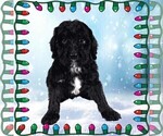 Small Photo #35 Bernedoodle Puppy For Sale in BLACK FOREST, CO, USA