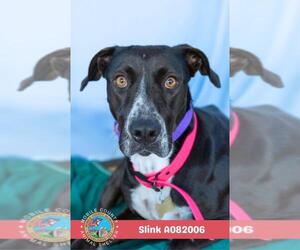 Labrador Retriever-Unknown Mix Dogs for adoption in Mobile, AL, USA