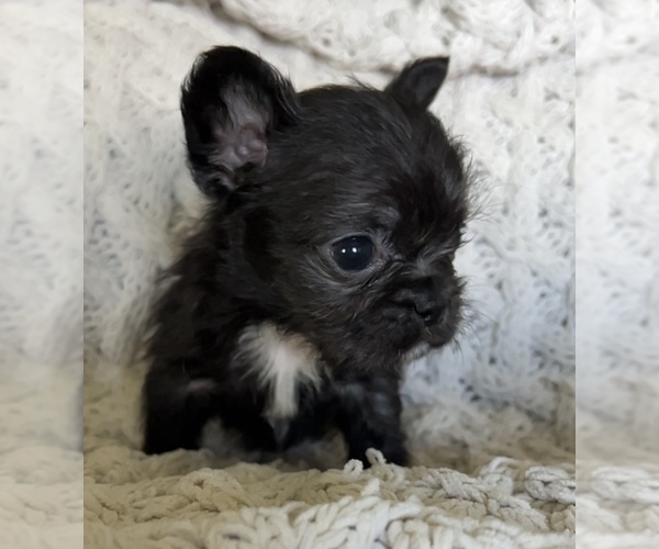 Medium Photo #3 French Bulldog Puppy For Sale in DENTON, MD, USA