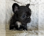 Small #2 French Bulldog