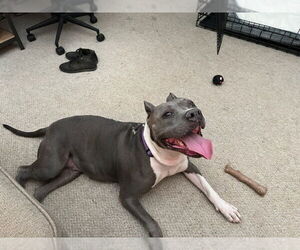HEAVEN - Female Bulldog-Staffordshire Bull Terrier Mix Dog for Adoption - Photo #4
